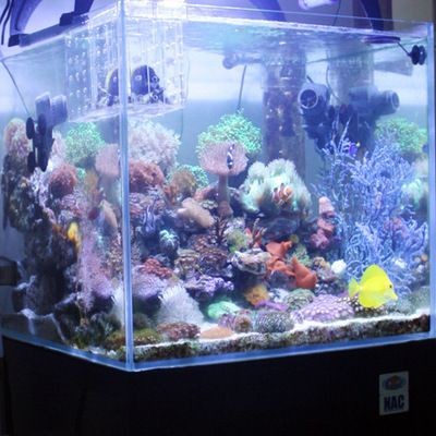 半圓形的魚缸好不好養:半圓形魚缸對魚的影響 魚缸百科 第4張 半圓形的魚缸好不好養:半圓形魚缸對魚的影響 半圓形的魚缸好不好養:半圓形魚缸對魚的影響 魚缸百科 第4張