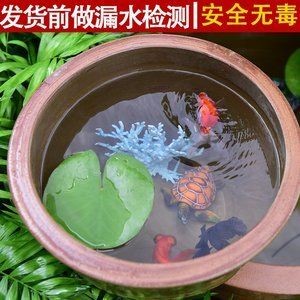大水缸做魚缸可以嗎：大水缸養魚的技巧