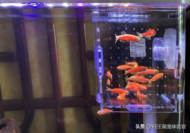 1.5米的魚缸放多少鹽為標準：1.5米的魚缸放多少鹽為標準，1.5米魚缸放多少鹽為標準 1.5米的魚缸放多少鹽為標準：1.5米的魚缸放多少鹽為標準，1.5米魚缸放多少鹽為標準 魚缸百科 第1張