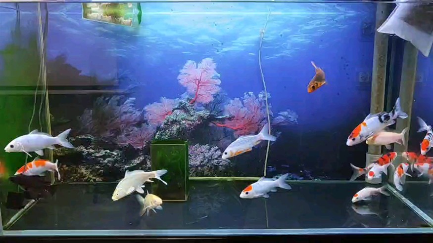 每天沒事就看魚！