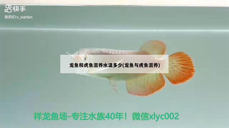 龍魚和虎魚混養水溫多少(龍魚與虎魚混養)