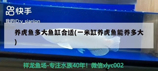 養(yǎng)虎魚多大魚缸合適(一米缸養(yǎng)虎魚能養(yǎng)多大) 養(yǎng)虎魚多大魚缸合適(一米缸養(yǎng)虎魚能養(yǎng)多大) 虎魚百科