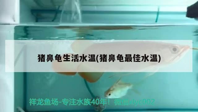 豬鼻龜生活水溫(豬鼻龜最佳水溫)