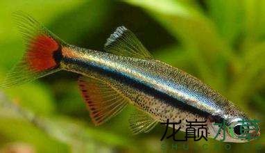 白云金絲魚唐魚優(yōu)雅艷麗的國(guó)產(chǎn)熱帶魚