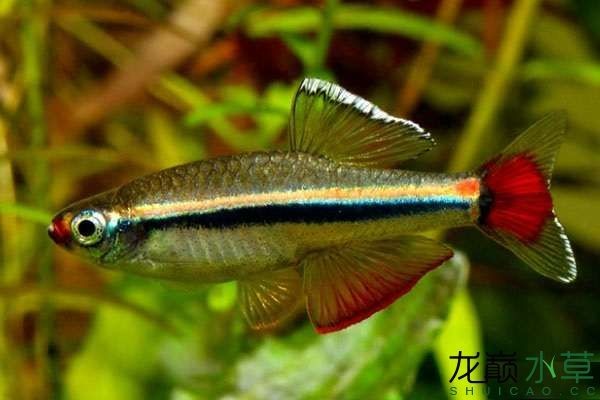 白云金絲魚唐魚優(yōu)雅艷麗的國(guó)產(chǎn)熱帶魚