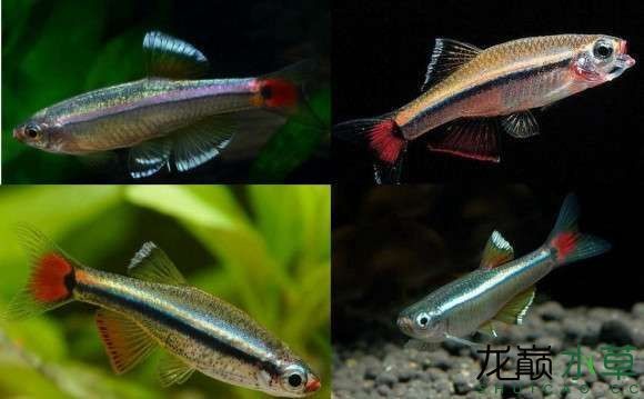 白云金絲魚唐魚優(yōu)雅艷麗的國(guó)產(chǎn)熱帶魚
