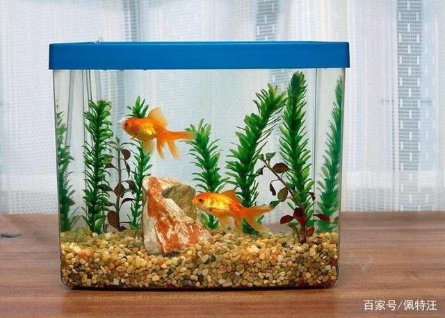 玻璃魚缸玻璃膠多久能干：如何去除魚缸玻璃膠
