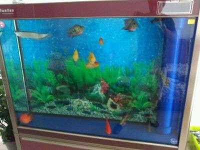 1.2米魚缸養幾條銀龍：1.2米的魚缸養幾條銀龍魚 1.2米魚缸養幾條銀龍：1.2米的魚缸養幾條銀龍魚 魚缸百科 第3張