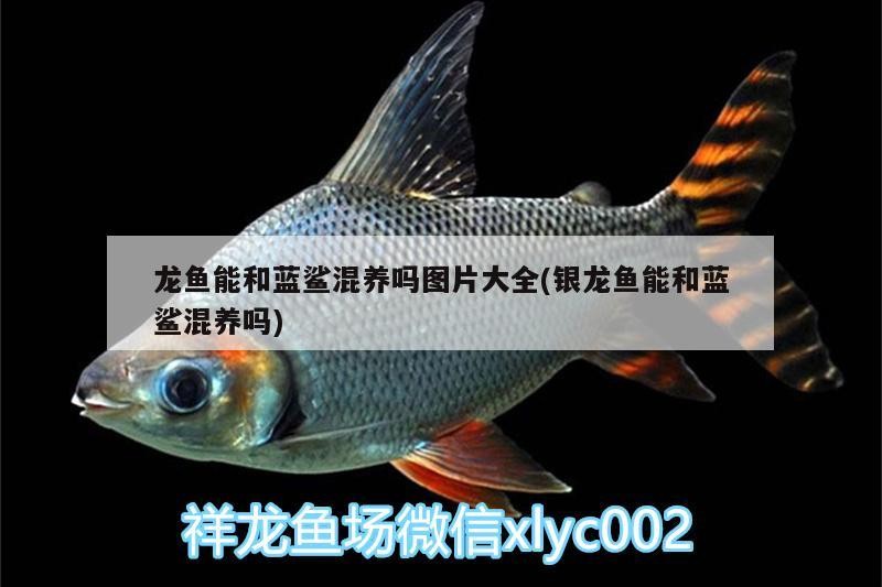 龍魚能和藍鯊混養(yǎng)嗎圖片大全(銀龍魚能和藍鯊混養(yǎng)嗎)