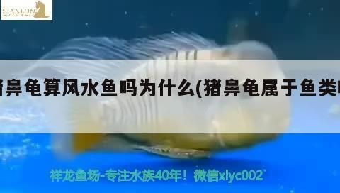 豬鼻龜風水講究圖片：豬鼻子龜在風水學中的應用 豬鼻龜風水講究圖片：豬鼻子龜在風水學中的應用 豬鼻龜百科 第2張