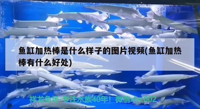 魚缸加熱棒是什么樣子的圖片視頻(魚缸加熱棒有什么好處)