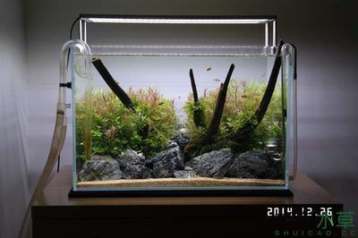 玻璃魚(yú)缸造景：玻璃魚(yú)缸造景之斗魚(yú)缸