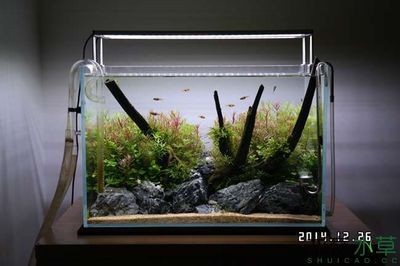 玻璃魚(yú)缸造景：玻璃魚(yú)缸造景之斗魚(yú)缸