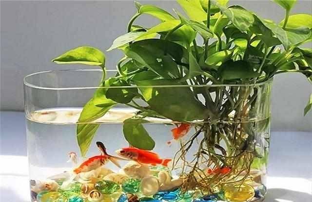 不用的魚缸可以做什么手工：不用的魚缸可以做什么手工，