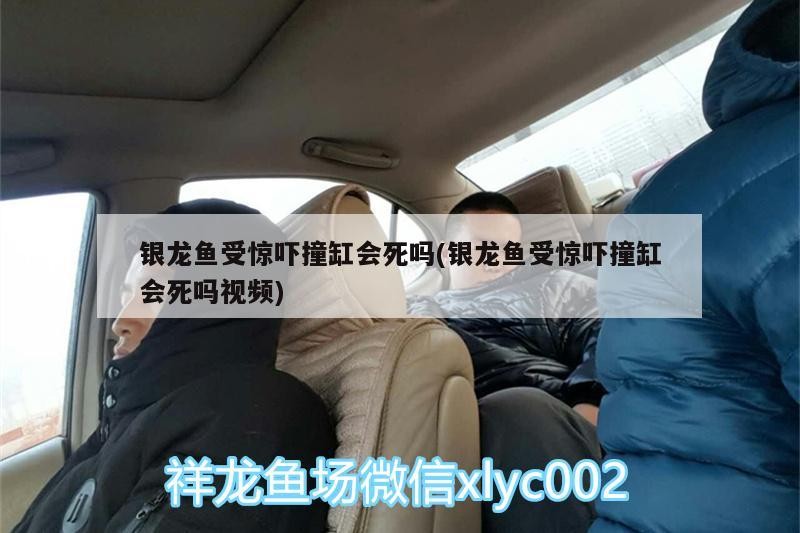 銀龍魚受驚嚇撞缸會死嗎(銀龍魚受驚嚇撞缸會死嗎視頻)