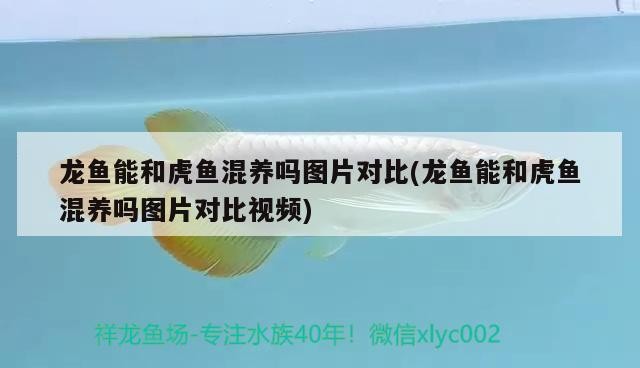 龍魚能和虎魚混養嗎圖片對比(龍魚能和虎魚混養嗎圖片對比視頻)