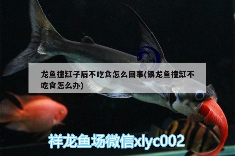 龍魚撞缸子后不吃食怎么回事(銀龍魚撞缸不吃食怎么辦) 龍魚撞缸子后不吃食怎么回事(銀龍魚撞缸不吃食怎么辦) 銀龍魚百科