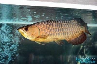 龍魚的飼養(yǎng)條件是什么樣的 龍魚的飼養(yǎng)條件是什么樣的 龍魚百科 第1張