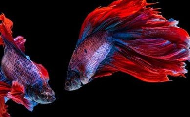 大魚缸水草選擇什么水質(zhì)最好：大魚缸水草的選擇適合大魚缸水草的選擇適合大魚缸水草