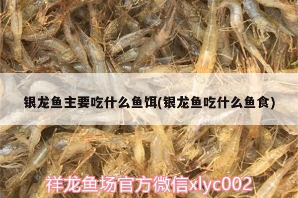 銀龍魚主要吃什么魚餌(銀龍魚吃什么魚食) 銀龍魚主要吃什么魚餌(銀龍魚吃什么魚食) 銀龍魚百科