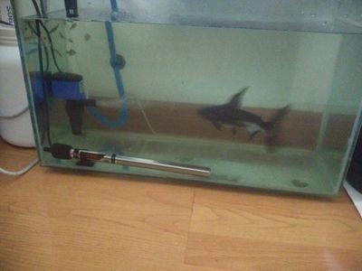 成吉思汗鯊需要多大魚缸才能養活：成吉思汗鯊的飼養方式