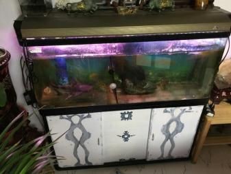 成吉思汗鯊需要多大魚缸才能養活：成吉思汗鯊的飼養方式