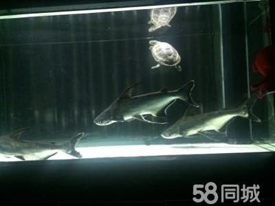 成吉思汗鯊需要多大魚缸才能養活：成吉思汗鯊的飼養方式