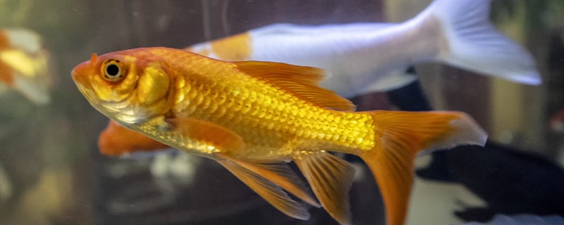 進(jìn)口魚(yú)缸品牌排行榜及價(jià)格（進(jìn)口魚(yú)缸品牌排行榜及價(jià)格表）
