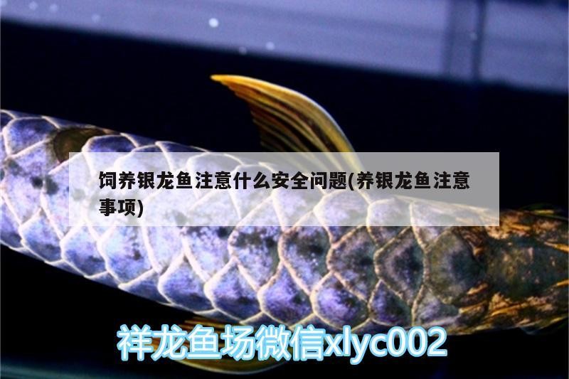 魚缸用增氧泵價格是多少:魚缸增氧機-xtrac增氧機-xtrac增氧機 飼養銀龍魚注意什么安全問題(養銀龍魚注意事項) 銀龍魚百科 飼養銀龍魚注意什么安全問題(養銀龍魚注意事項) 飼養銀龍魚注意什么安全問題(養銀龍魚注意事項) 銀龍魚百科