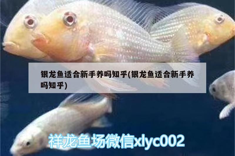 銀龍魚適合新手養嗎知乎(銀龍魚適合新手養嗎知乎)