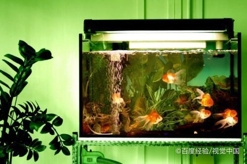 紅龍魚價格多少錢一只圖片（紅龍魚價格多少錢一只圖片大全） 紅龍魚價格多少錢一只圖片（紅龍魚價格多少錢一只圖片大全） 紅龍魚百科