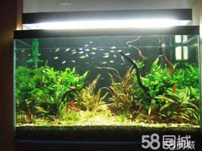 搬家公司魚缸搬碎了誰負責維修：處理魚缸搬運過程中魚缸被搬碎