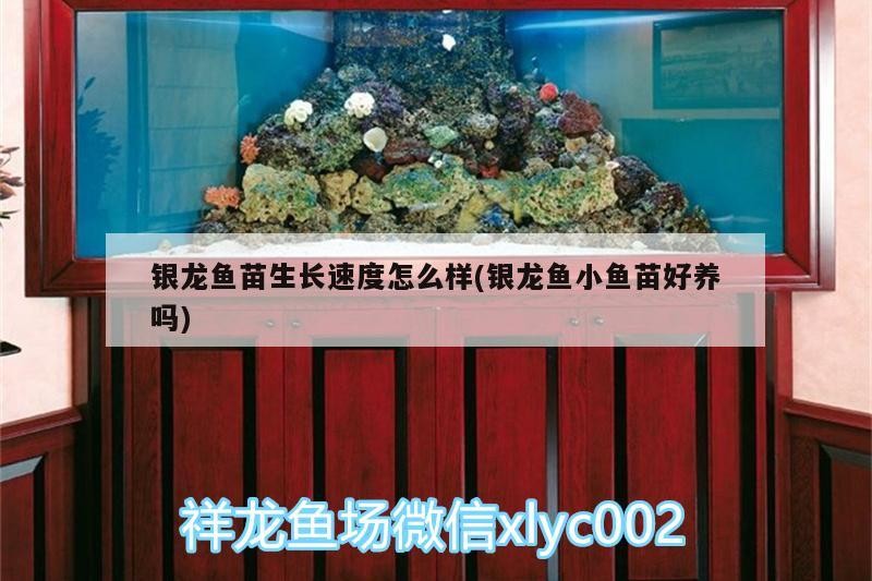 銀龍魚苗生長速度怎么樣(銀龍魚小魚苗好養嗎)
