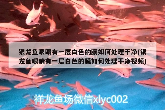 魚缸用增氧泵價格是多少:魚缸增氧機-xtrac增氧機-xtrac增氧機 銀龍魚眼睛有一層白色的膜如何處理干凈(銀龍魚眼睛有一層白色的膜如何處理干凈視頻) 銀龍魚百科 銀龍魚眼睛有一層白色的膜如何處理干凈(銀龍魚眼睛有一層白色的膜如何處理干凈視頻) 銀龍魚眼睛有一層白色的膜如何處理干凈(銀龍魚眼睛有一層白色的膜如何處理干凈視頻) 銀龍魚百科