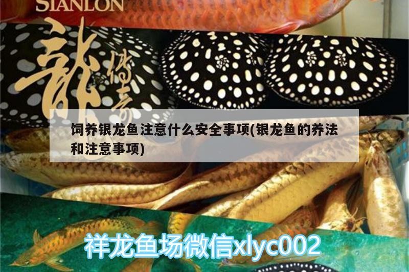 飼養銀龍魚注意什么安全事項(銀龍魚的養法和注意事項)