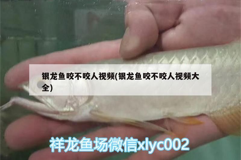 龍魚鰓蓋邊緣外翻怎么辦，龍魚鰓蓋邊緣外翻如何處理
