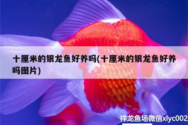 十厘米的銀龍魚好養嗎(十厘米的銀龍魚好養嗎圖片) 十厘米的銀龍魚好養嗎(十厘米的銀龍魚好養嗎圖片) 銀龍魚百科