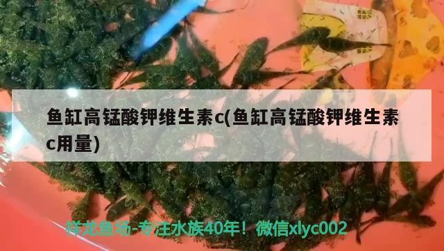魚缸高錳酸鉀維生素c(魚缸高錳酸鉀維生素c用量) 魚缸高錳酸鉀維生素c(魚缸高錳酸鉀維生素c用量) 豬鼻龜百科