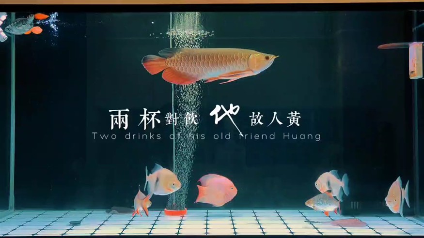 小金龍成長記第 207