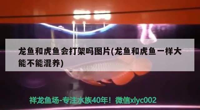龍魚和虎魚會打架嗎圖片(龍魚和虎魚一樣大能不能混養(yǎng))