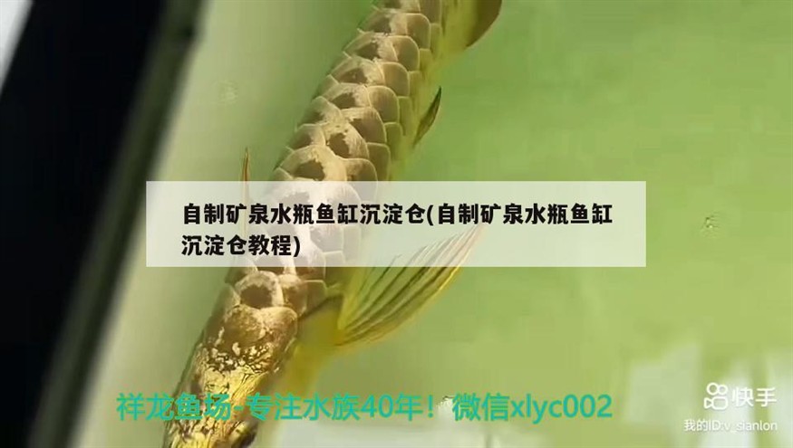 豬鼻龜剛買回來不怎么游