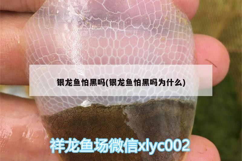 魚缸 銀龍魚怕黑嗎(銀龍魚怕黑嗎為什么) 銀龍魚百科 銀龍魚怕黑嗎(銀龍魚怕黑嗎為什么) 銀龍魚怕黑嗎(銀龍魚怕黑嗎為什么) 銀龍魚百科