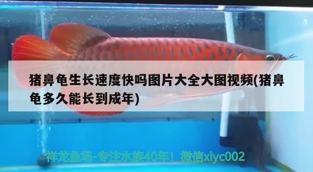 豬鼻龜生長速度快嗎圖片大全大圖視頻(豬鼻龜多久能長到成年)