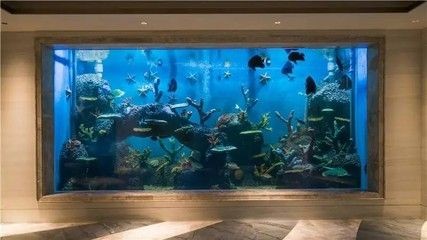 玻璃魚(yú)缸和亞克力魚(yú)缸哪個(gè)容易臟：玻璃魚(yú)缸和亞克力魚(yú)缸哪個(gè)更容易臟