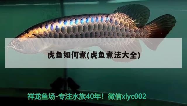 虎魚如何煮(虎魚煮法大全) 虎魚如何煮(虎魚煮法大全) 虎魚百科
