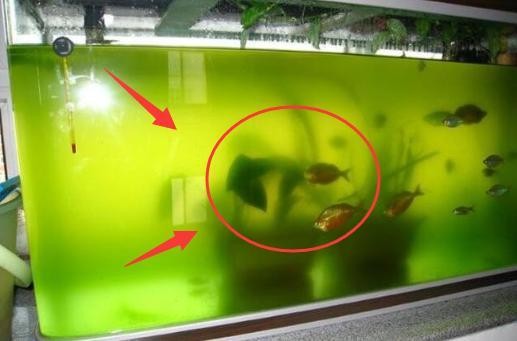 烏拉特前旗烏拉山水族世界（烏拉特前旗水世界門票）