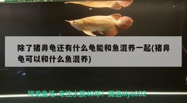 除了豬鼻龜還有什么龜能和魚混養一起(豬鼻龜可以和什么魚混養)