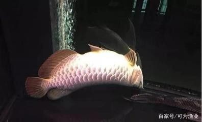 龍魚突然死了十幾條魚