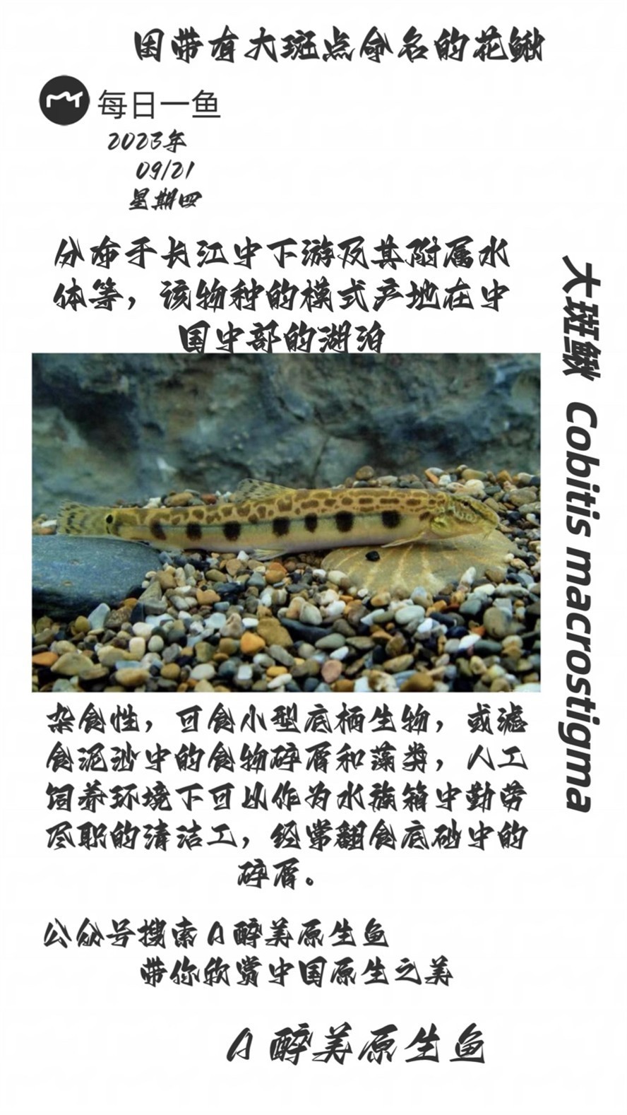 大斑鰍