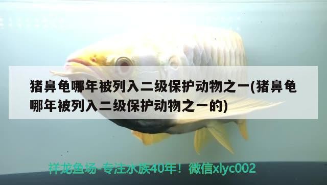 豬鼻龜哪年被列入二級保護動物之一(豬鼻龜哪年被列入二級保護動物之一的) 豬鼻龜哪年被列入二級保護動物之一(豬鼻龜哪年被列入二級保護動物之一的) 豬鼻龜百科